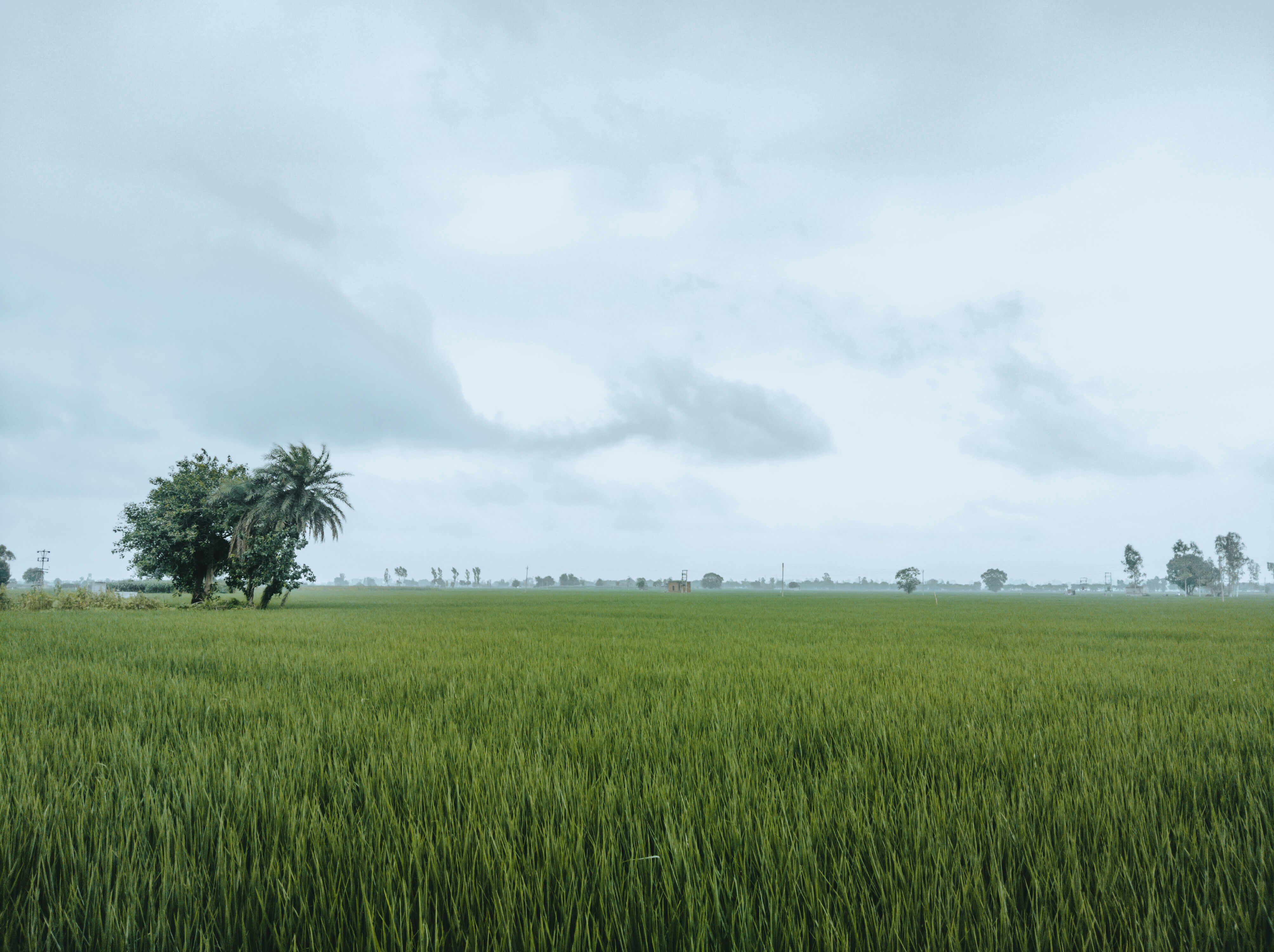 manav-sarao-nZGj_O2etO8-unsplash.jpg manav-sarao-nZGj_O2etO8-unsplash.jpg