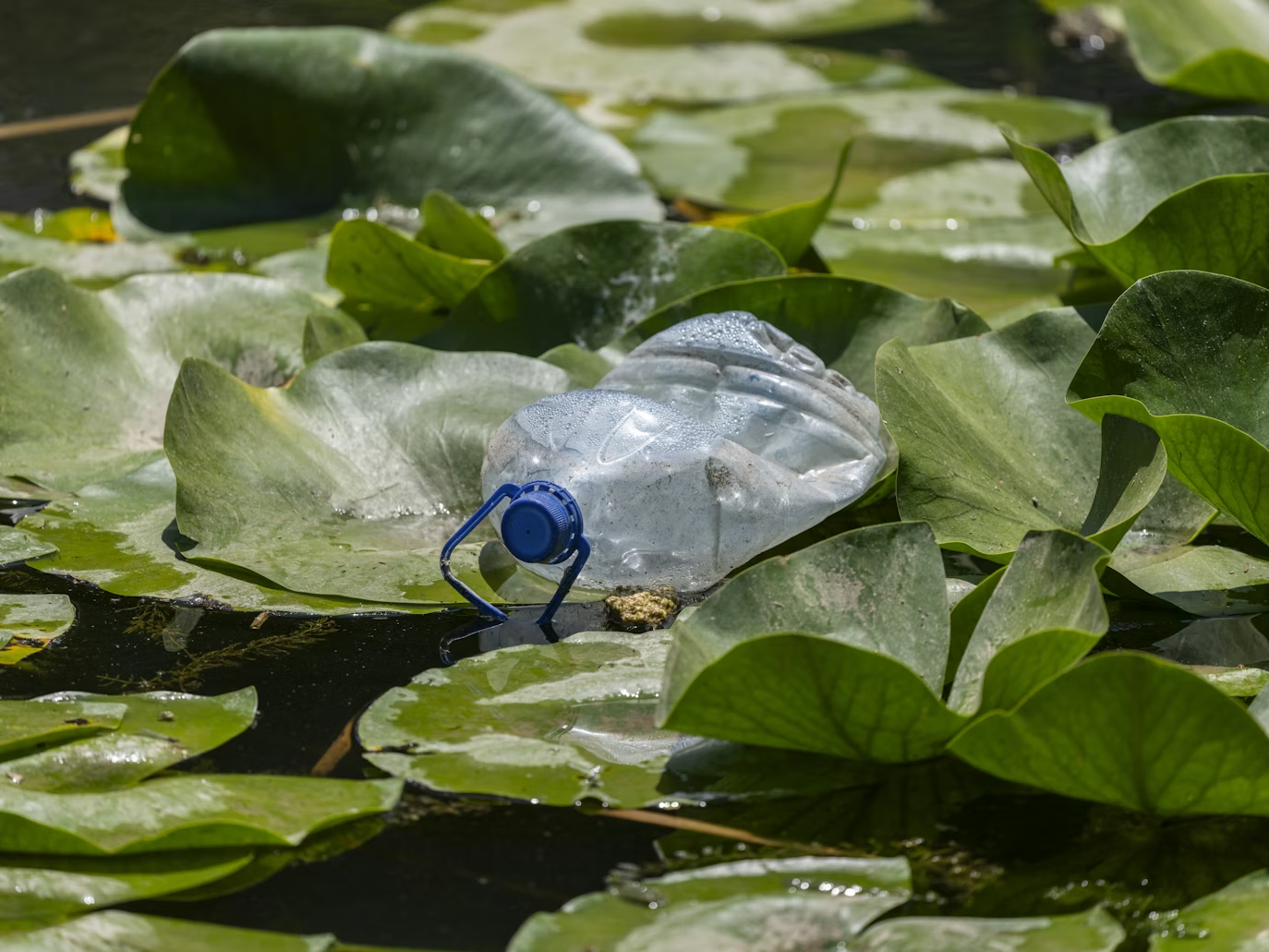 image (1).png image (1).png