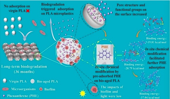 烟台海岸带所新发现：生物降解微塑料老化加剧海洋复合污染风险.jpeg