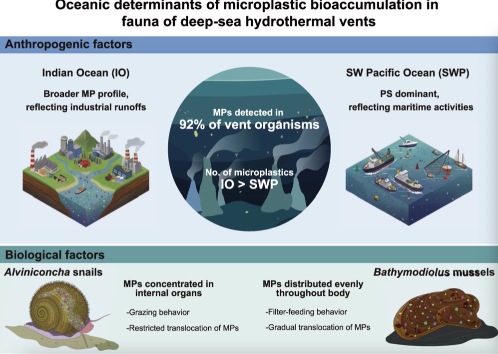 2000 米水下，92%采样生物体内检出微塑料.jpeg